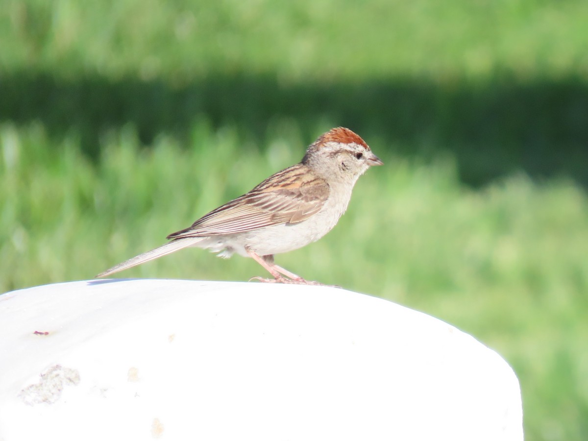 Chipping Sparrow - ML620936392