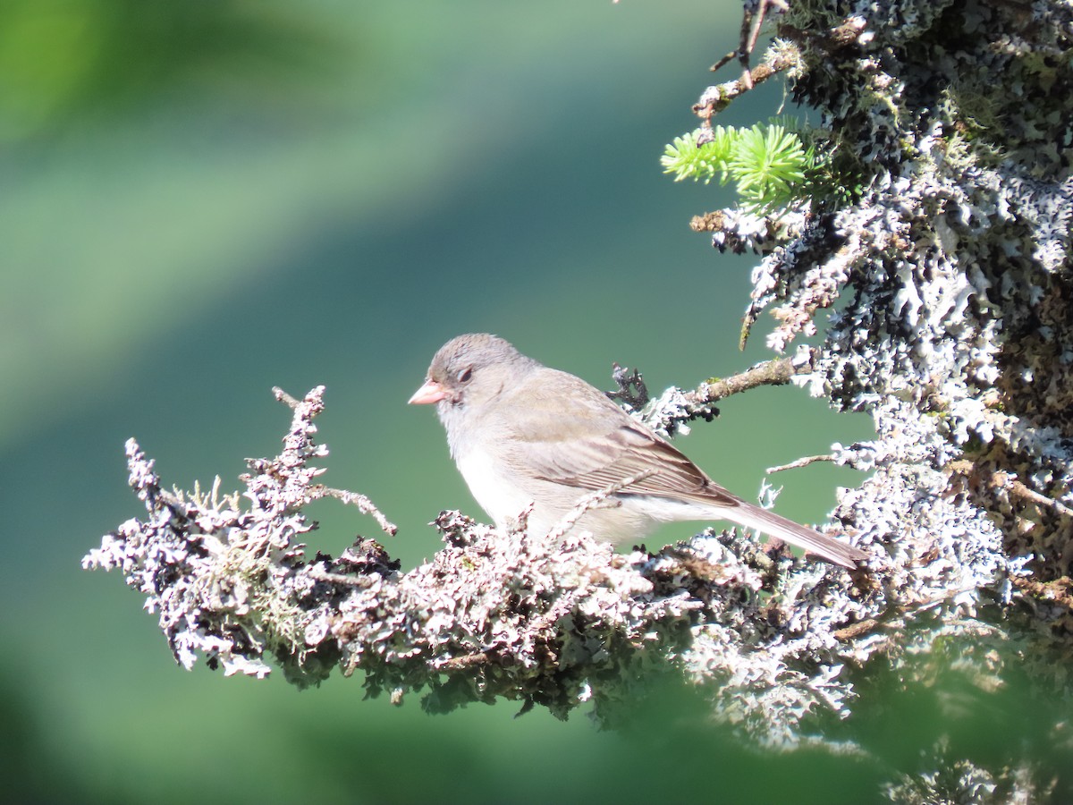 Junco Ojioscuro (hyemalis/carolinensis) - ML620936393