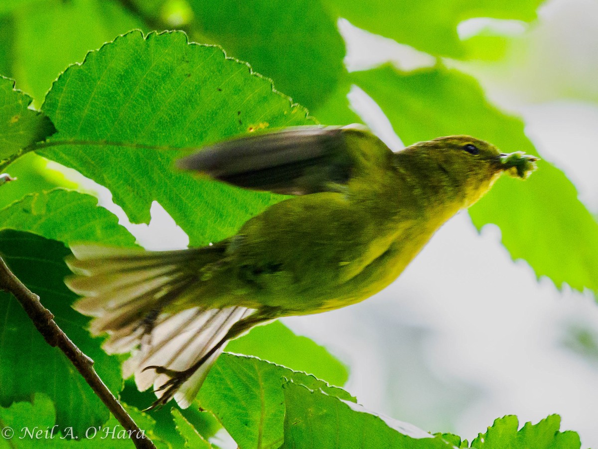 Orange-crowned Warbler - Neil O'Hara