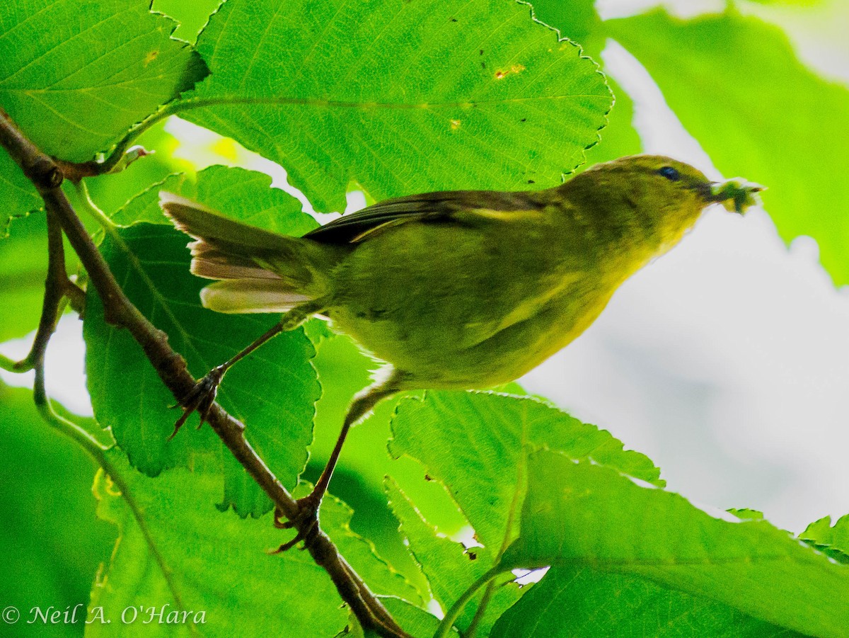 Orange-crowned Warbler - ML620936395