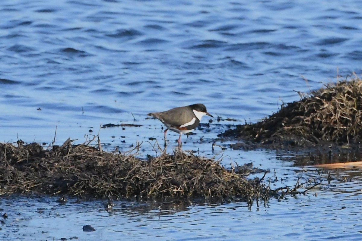 Red-kneed Dotterel - ML620936409