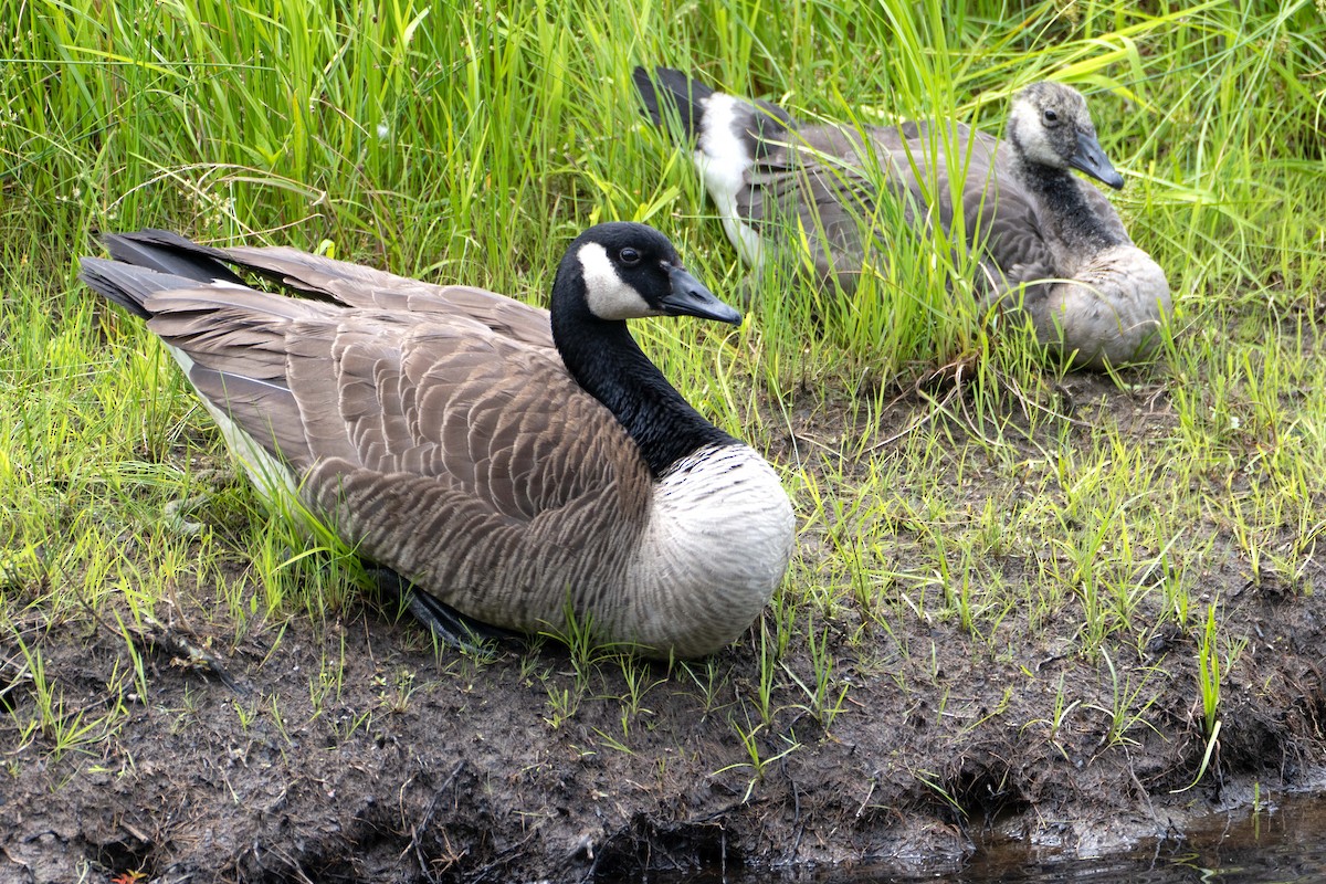 Canada Goose - ML620936439