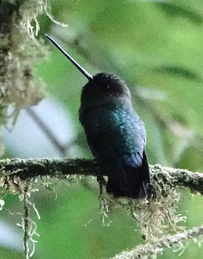 kolibřík zelenočelý - ML620936449