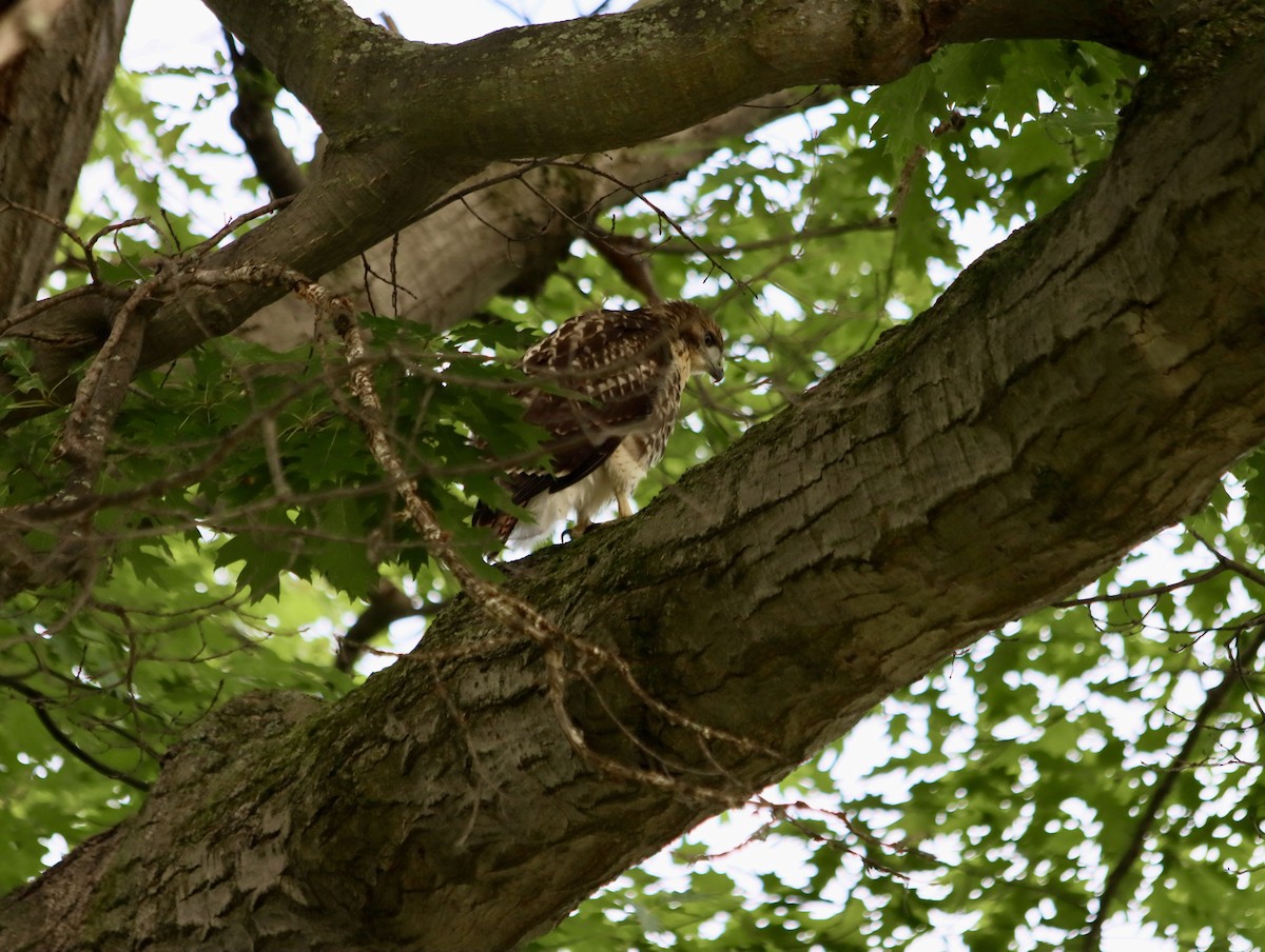 Red-tailed Hawk - ML620936466