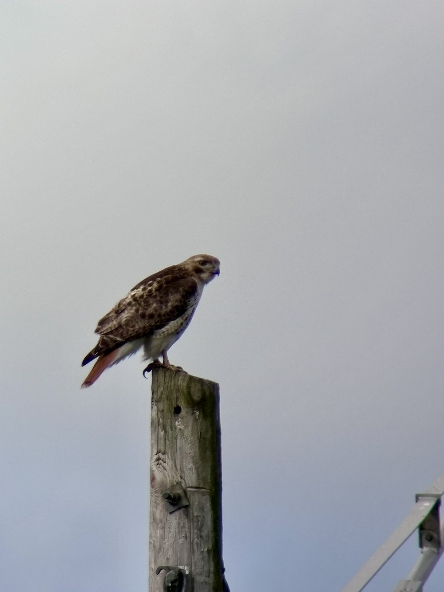 Red-tailed Hawk - ML620936468