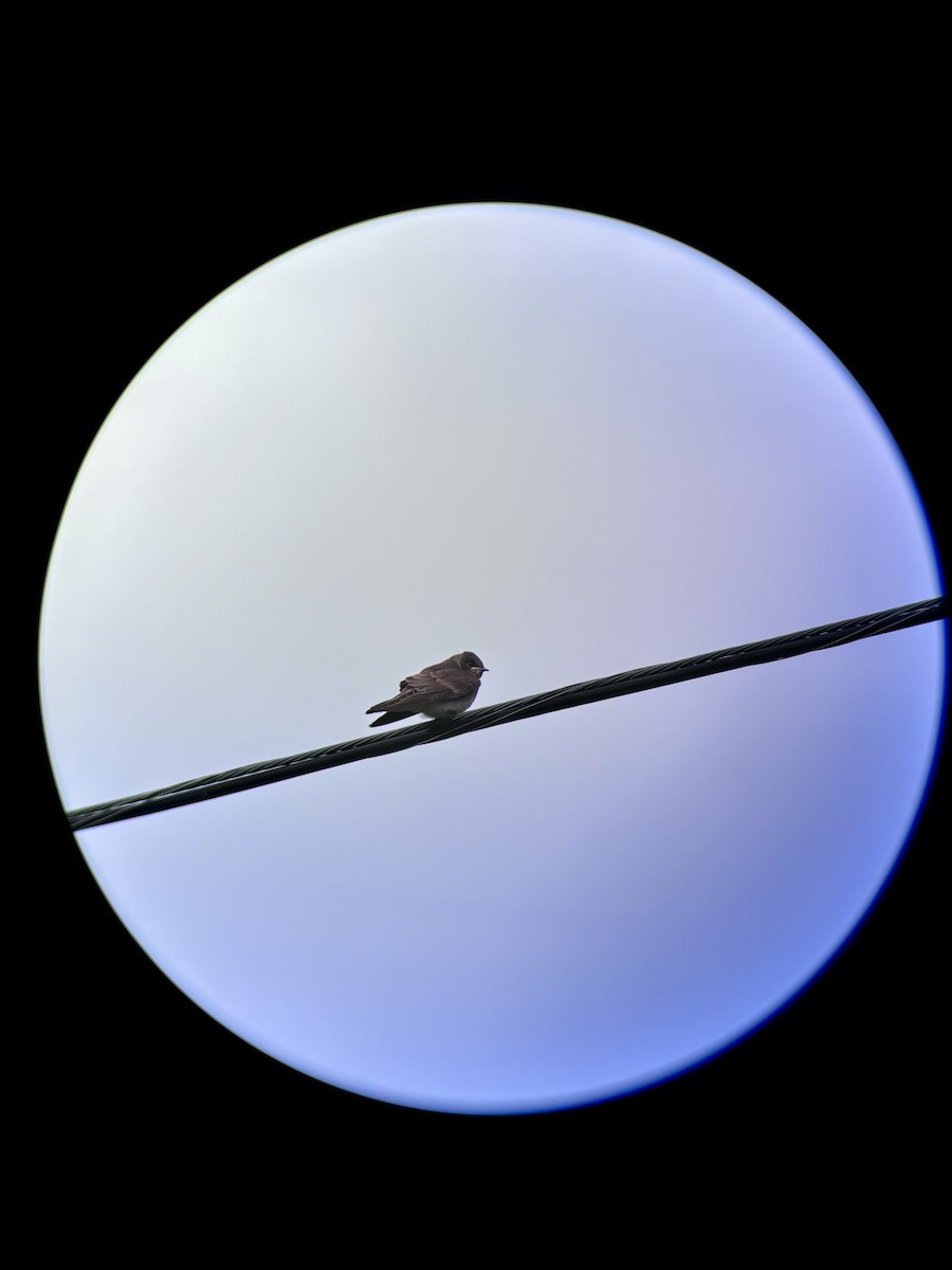 Northern Rough-winged Swallow - ML620936505