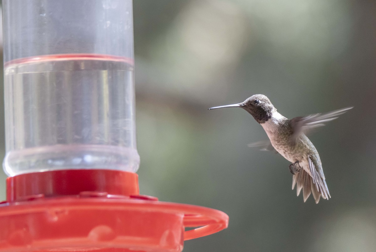 Black-chinned Hummingbird - ML620936518
