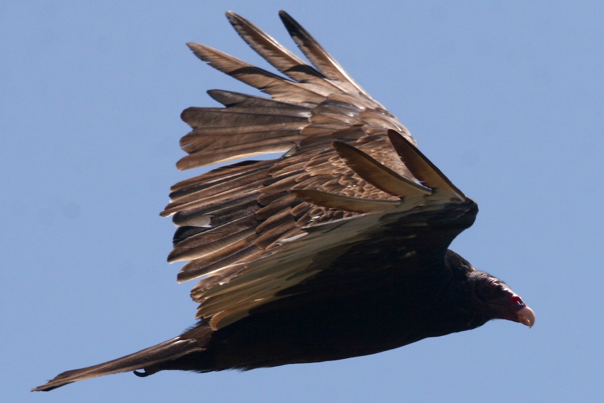 Turkey Vulture - ML620936523