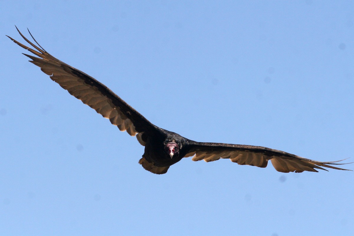 Turkey Vulture - ML620936524
