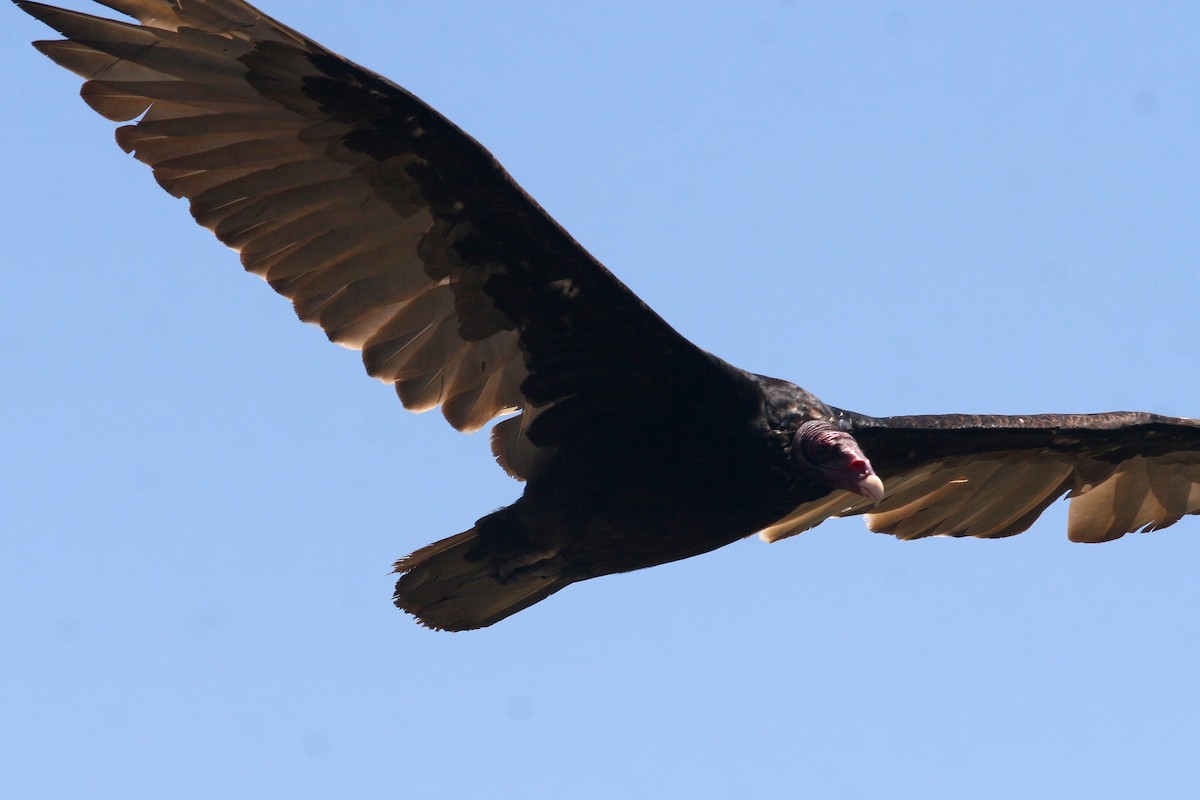 Turkey Vulture - ML620936525