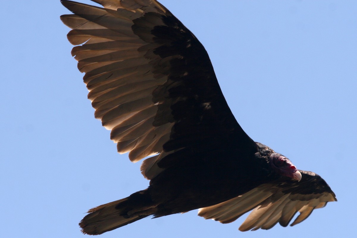 Turkey Vulture - ML620936526