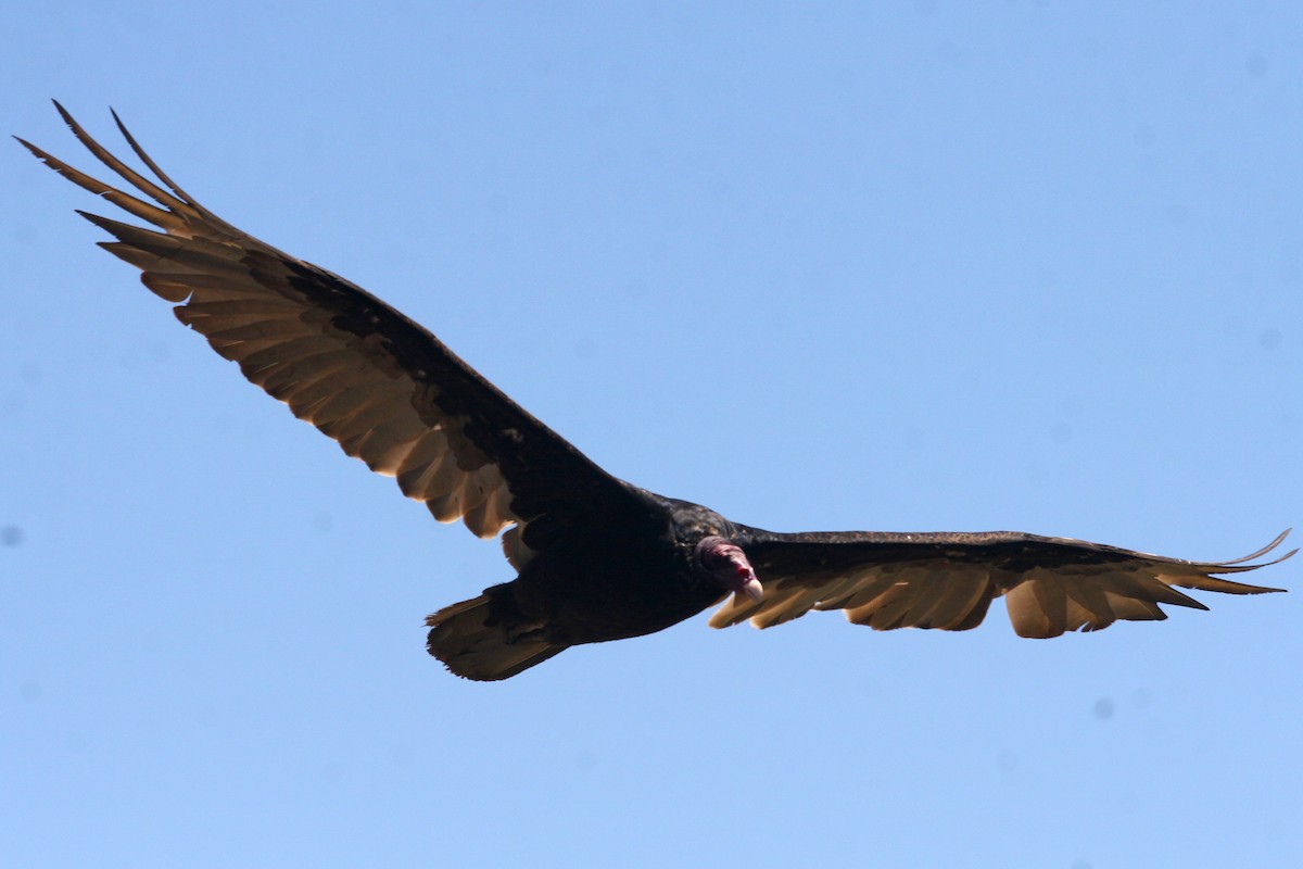 Turkey Vulture - ML620936527
