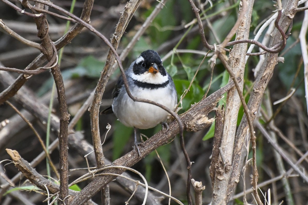 Saffron-billed Sparrow (Gray-backed) - Fernando Paludo