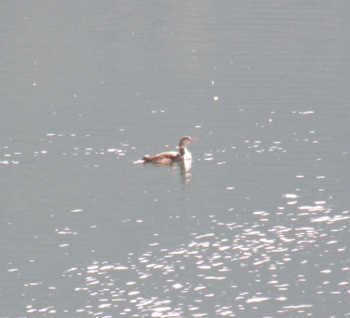 Yellow-billed Loon - ML620936542