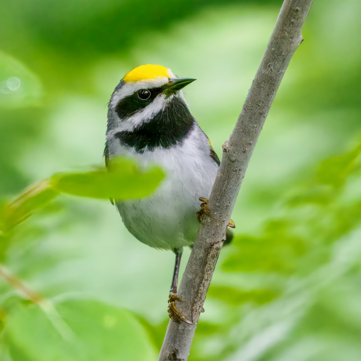 Golden-winged Warbler - ML620936547