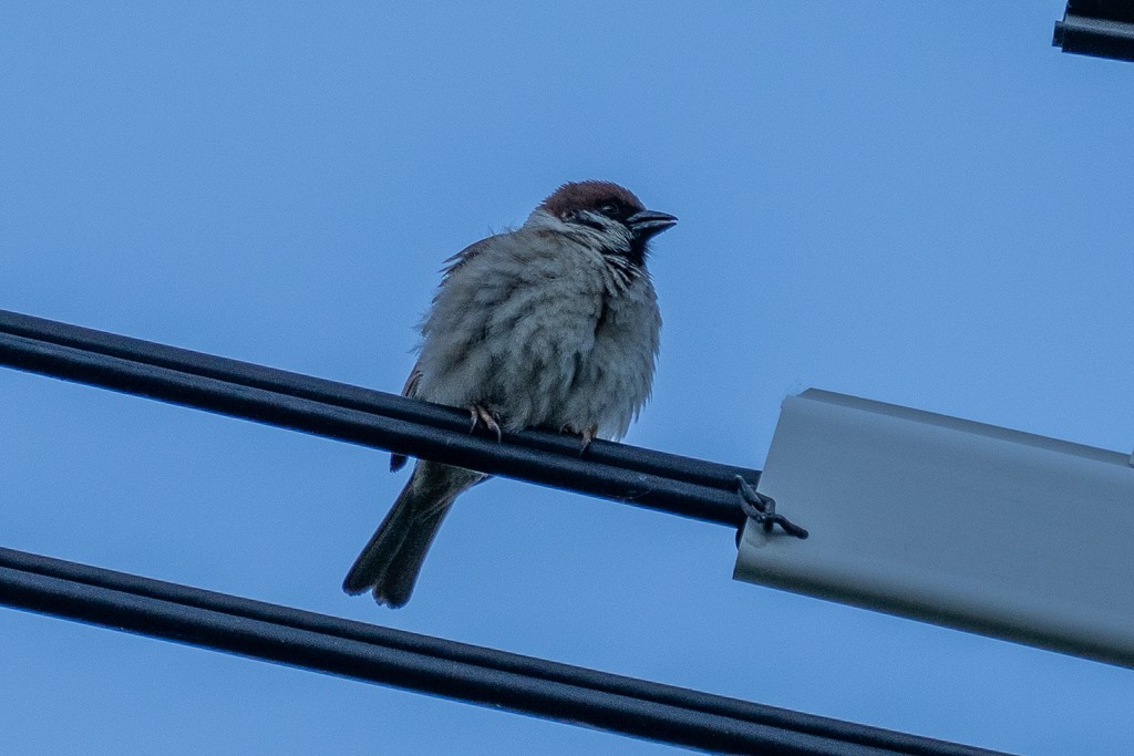 Eurasian Tree Sparrow - ML620936560