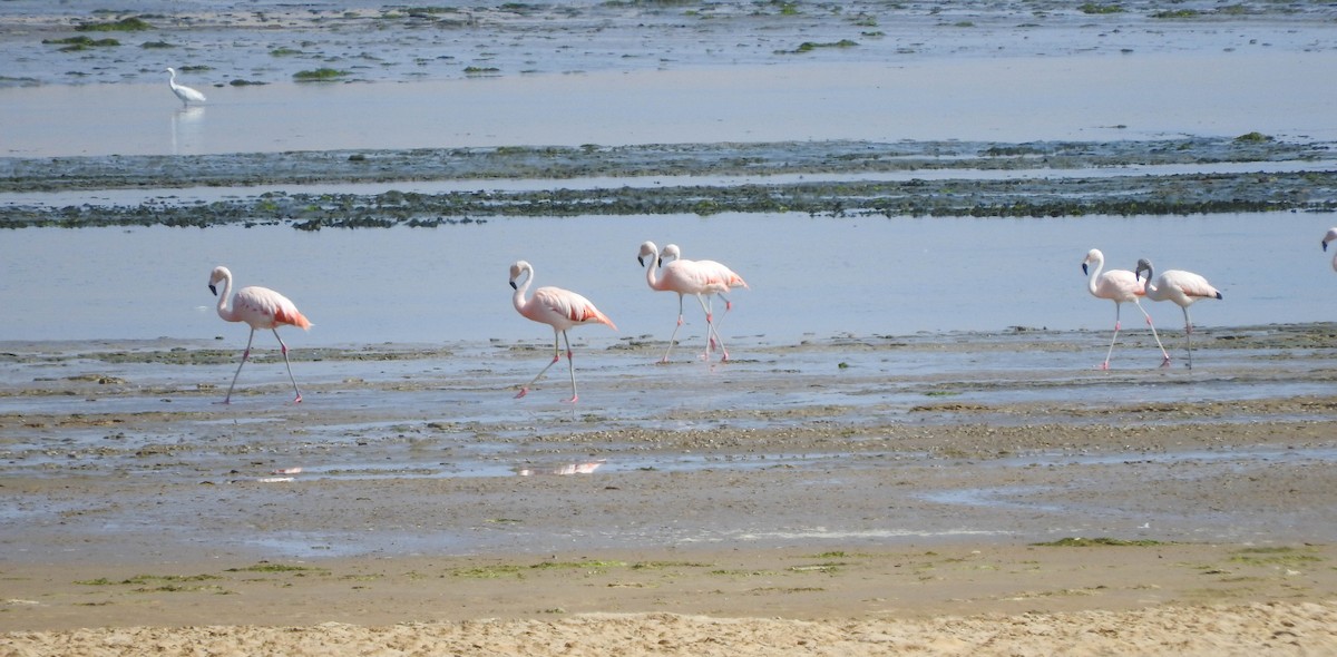 Şili Flamingosu - ML620936561