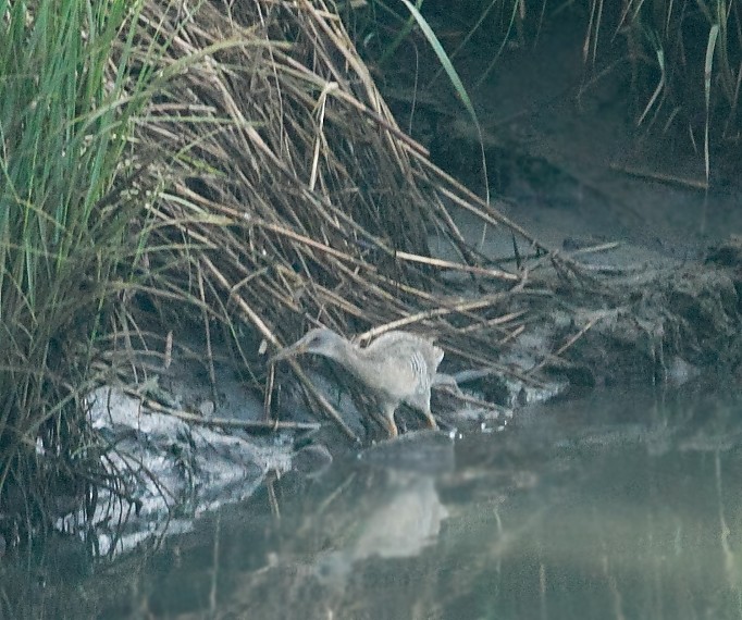 Clapper Rail (Atlantic Coast) - ML620936576