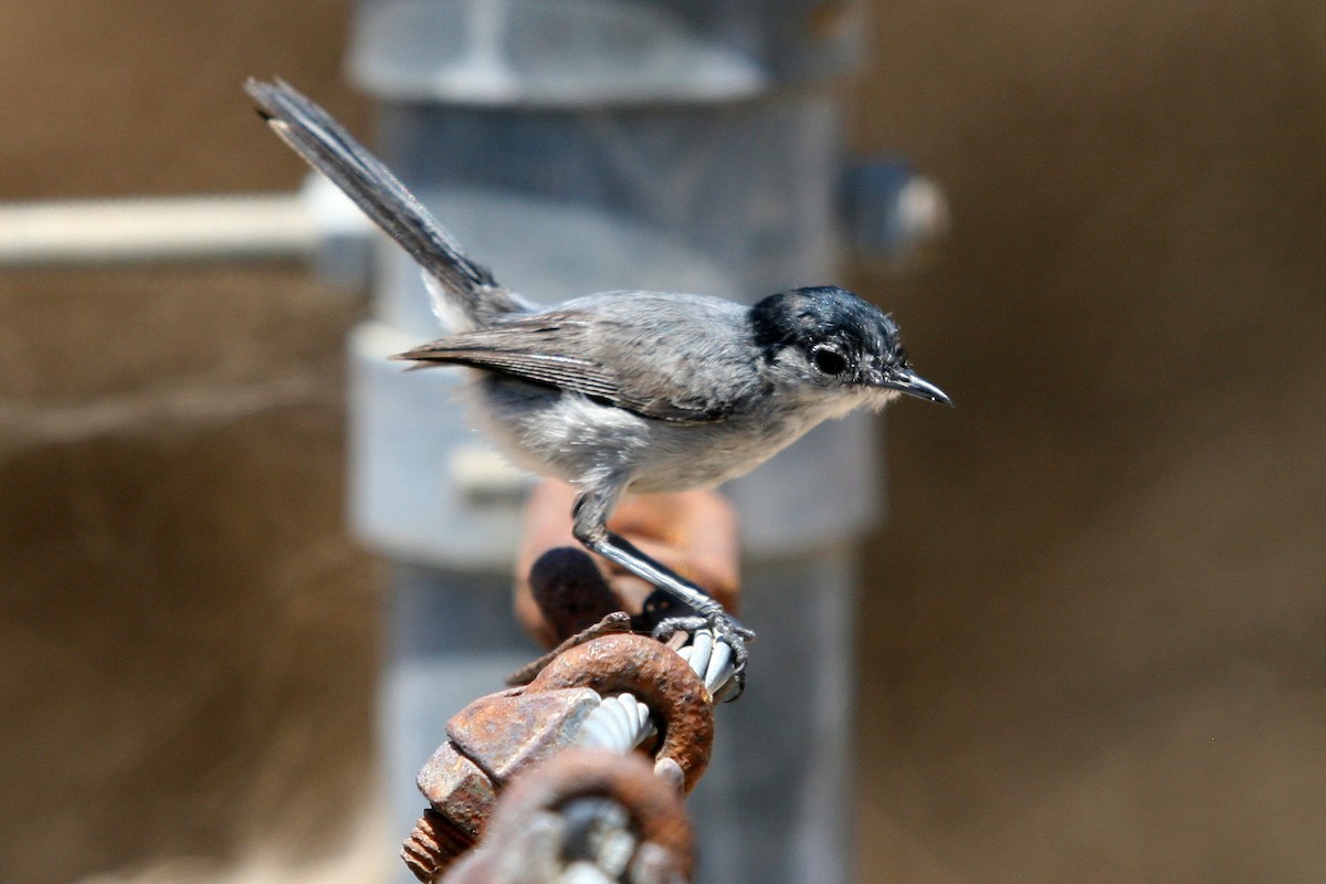 California Gnatcatcher - ML620936607