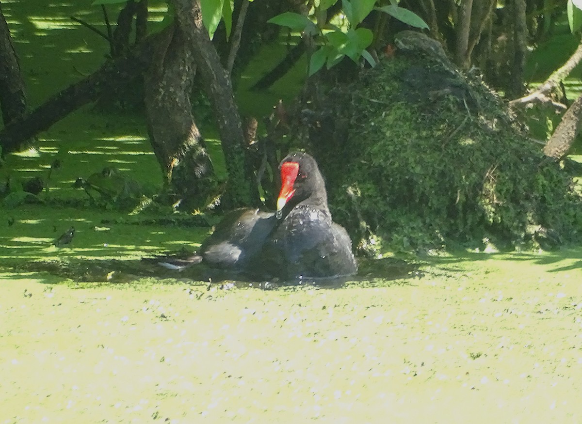 Gallinule d'Amérique - ML620936610