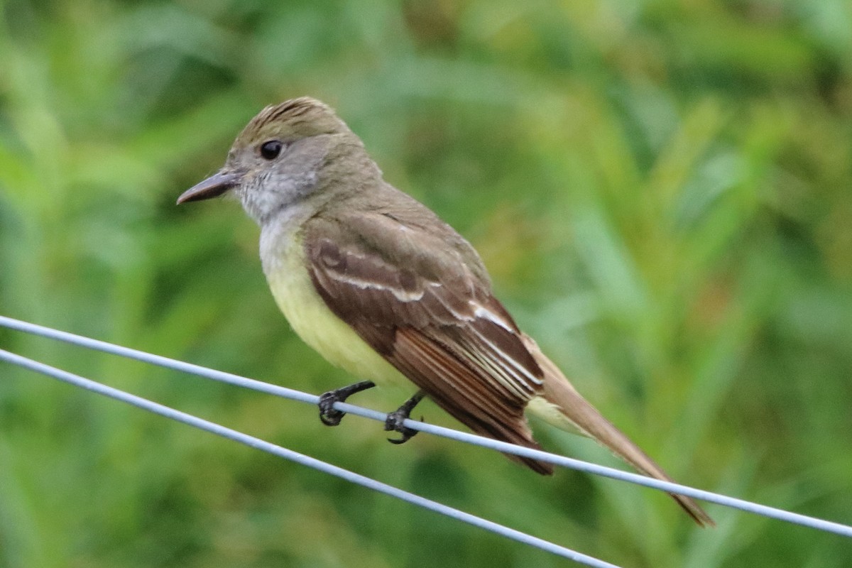 Great Crested Flycatcher - ML620936618