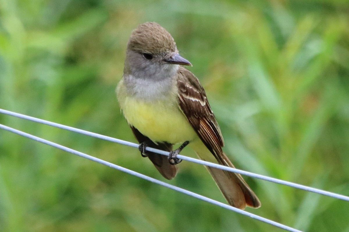 Great Crested Flycatcher - ML620936619