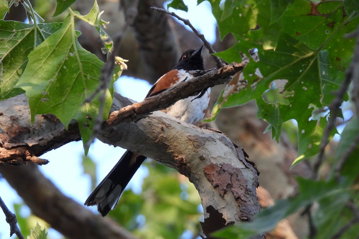 Spotted Towhee - ML620936625