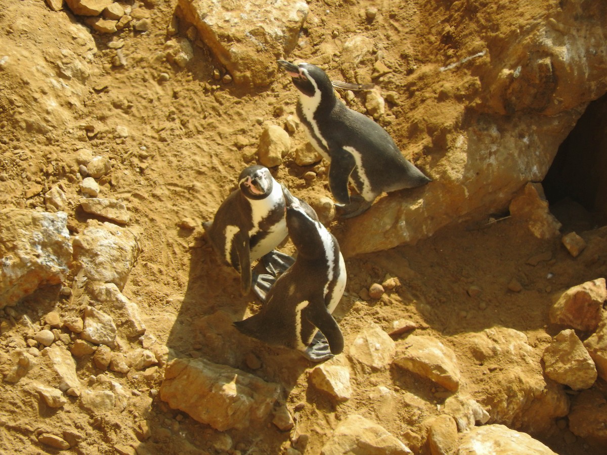 Humboldt Penguin - France Desbiens
