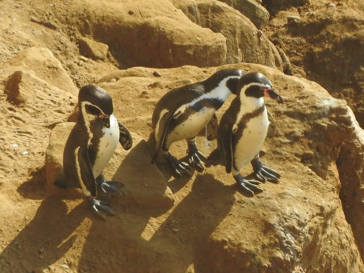 Pingüino de Humboldt - ML620936644