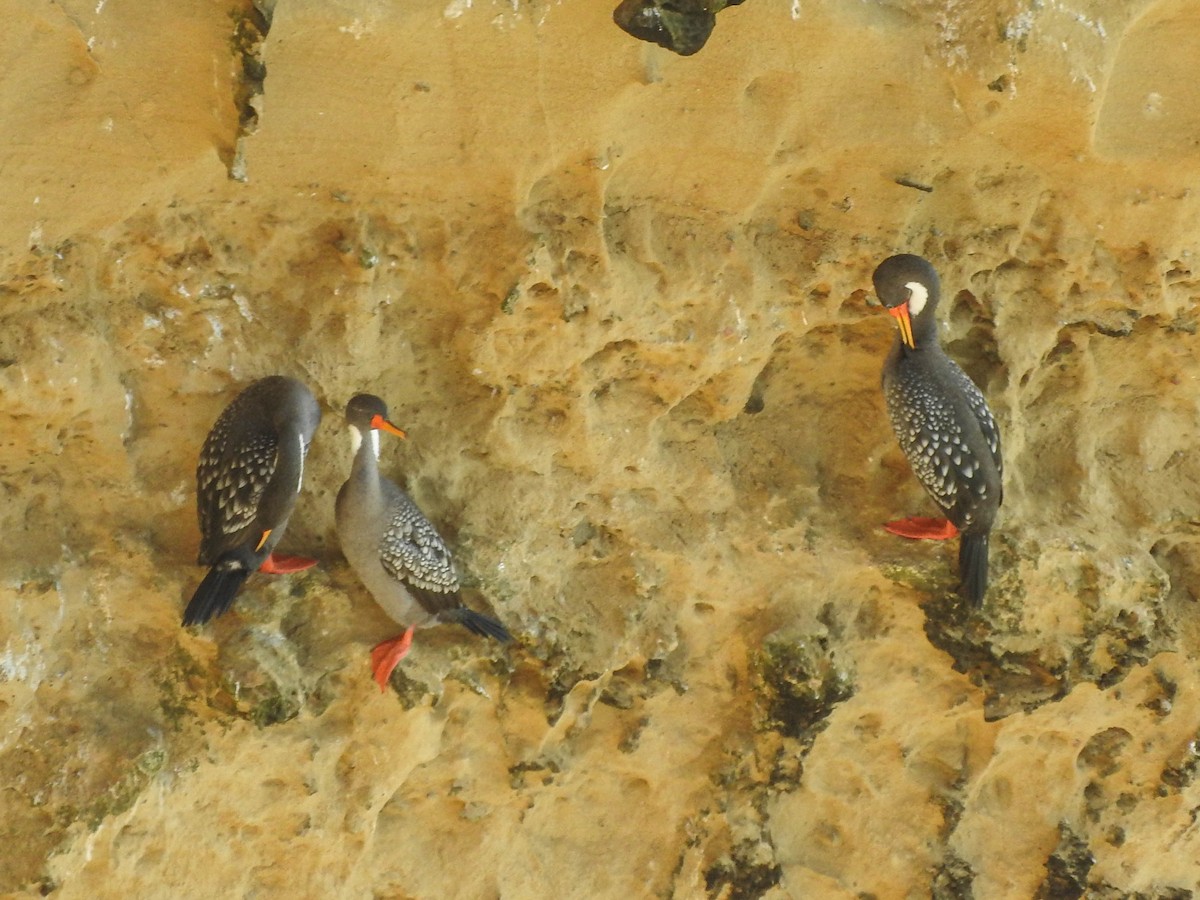 Red-legged Cormorant - France Desbiens