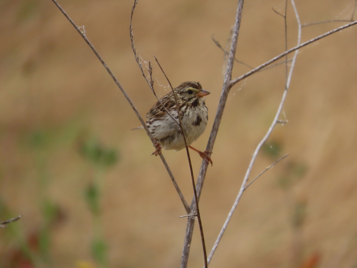 Savannah Sparrow - ML620936691