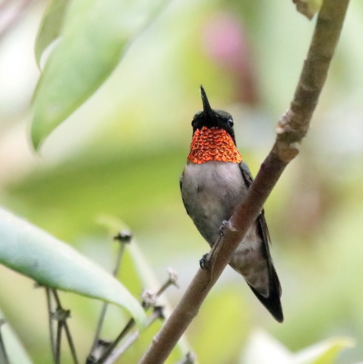 Ruby-throated Hummingbird - ML620936692