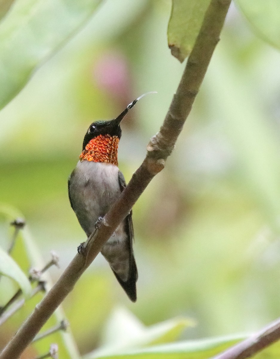 Ruby-throated Hummingbird - ML620936693