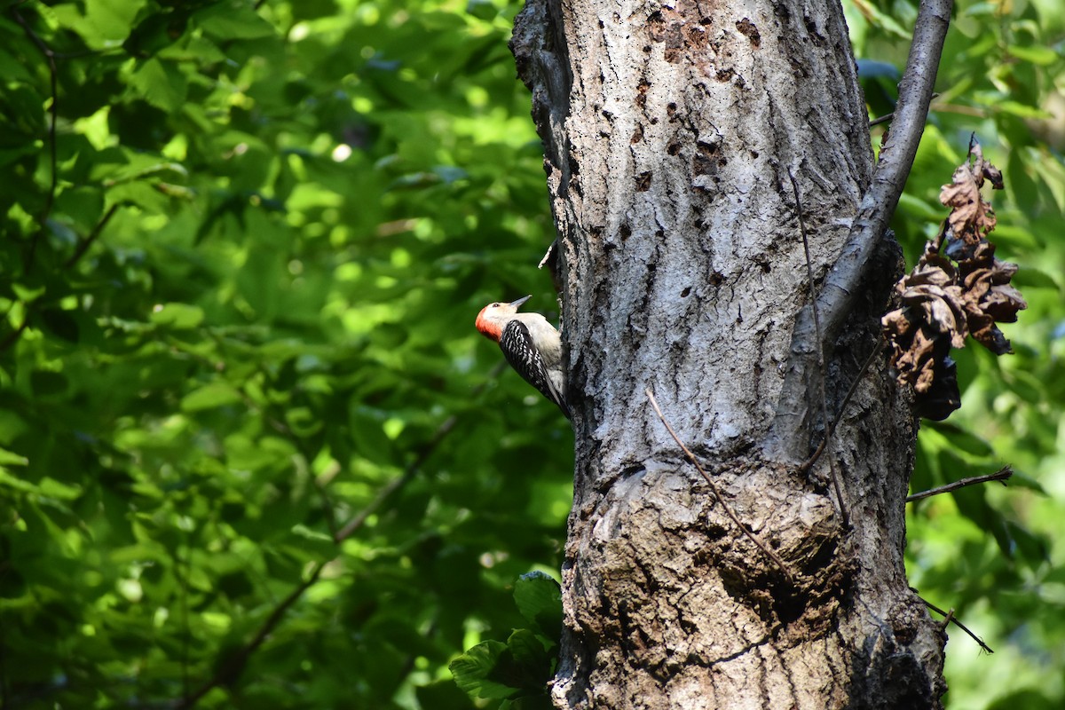 Red-bellied Woodpecker - ML620936695
