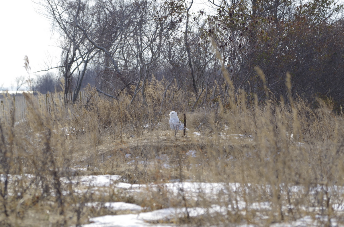 Snowy Owl - ML620936716