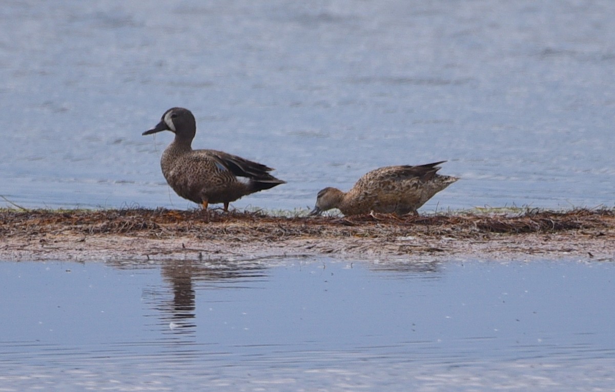 Blue-winged Teal - ML620936732