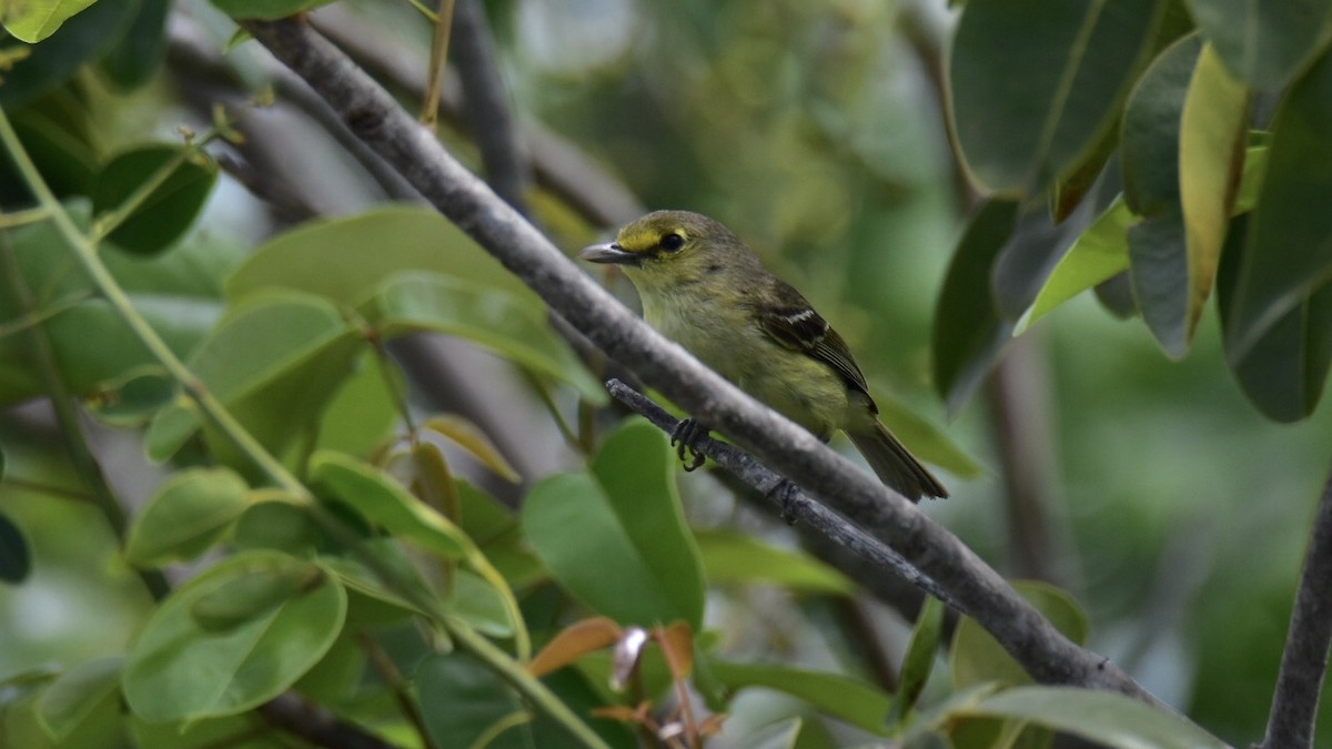 Thick-billed Vireo - ML620936740
