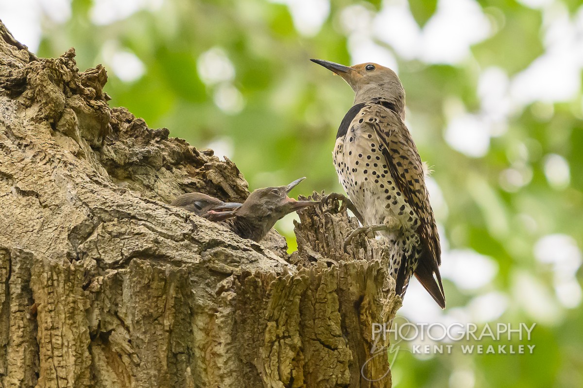 Northern Flicker (Red-shafted) - ML620936748