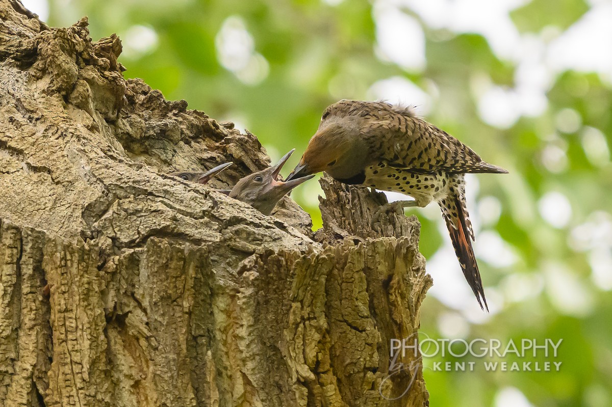 Northern Flicker (Red-shafted) - ML620936749