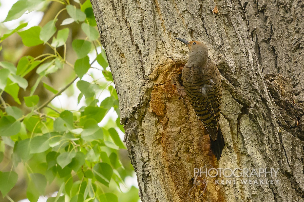 Northern Flicker (Red-shafted) - ML620936750