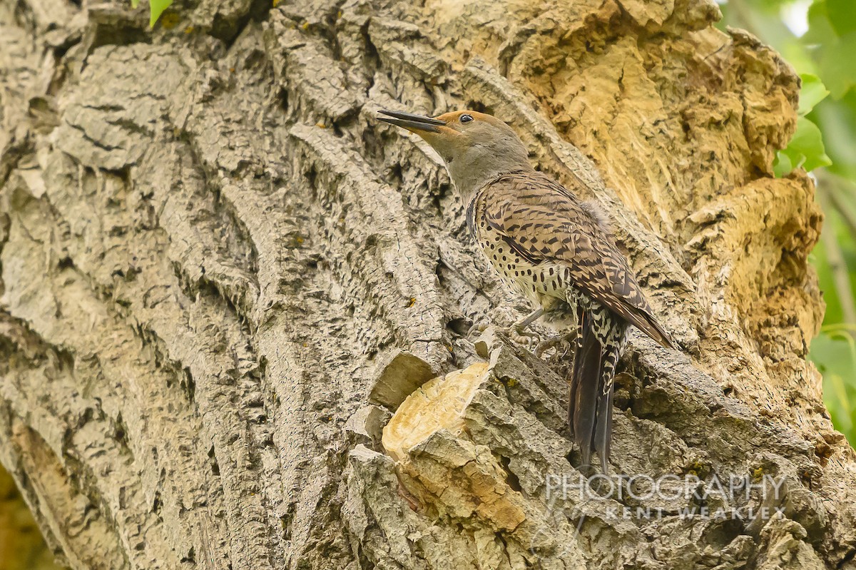 Northern Flicker (Red-shafted) - ML620936751