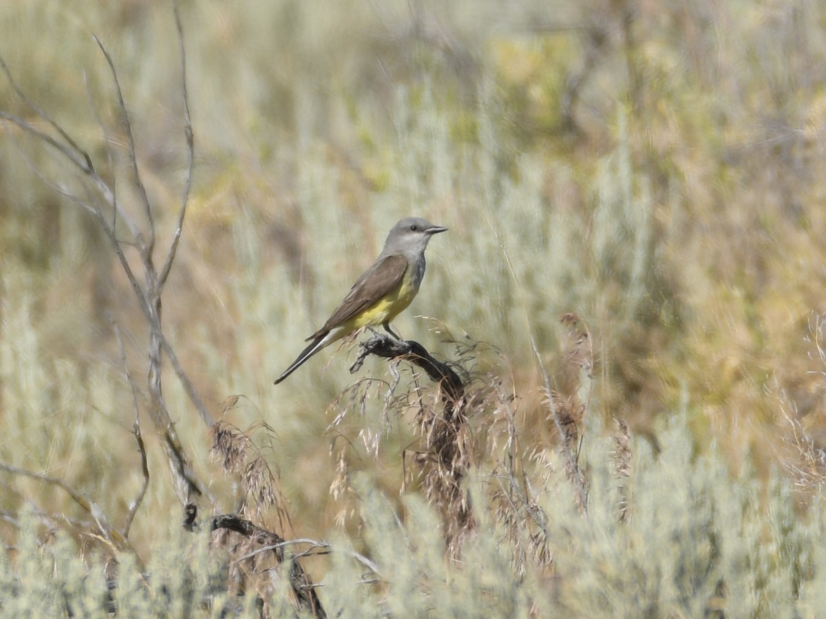 Western Kingbird - ML620936773