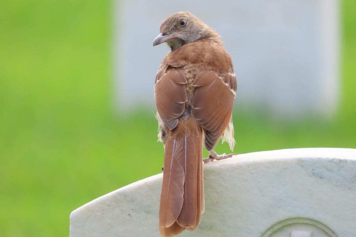 Brown Thrasher - ML620936776