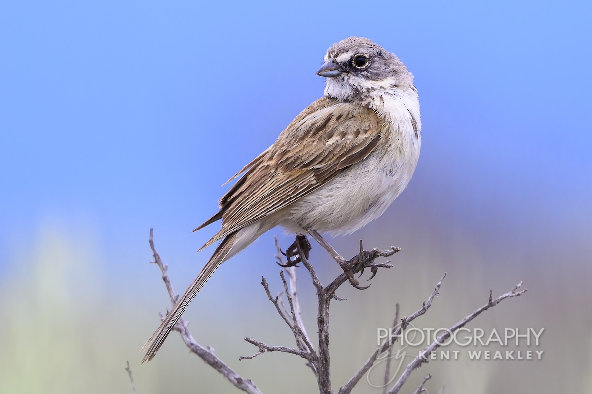 Sagebrush Sparrow - ML620936783