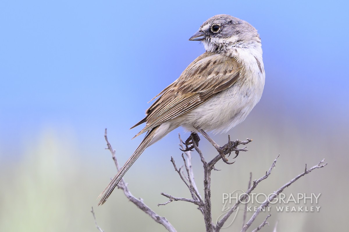 Sagebrush Sparrow - ML620936784