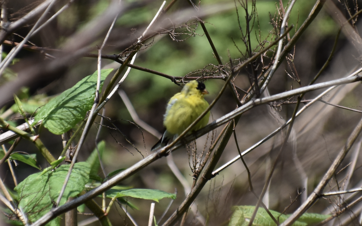 American Goldfinch - ML620936803