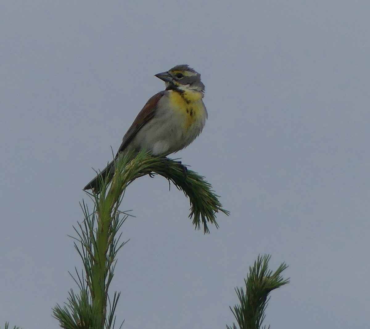 Dickcissel - ML620936889