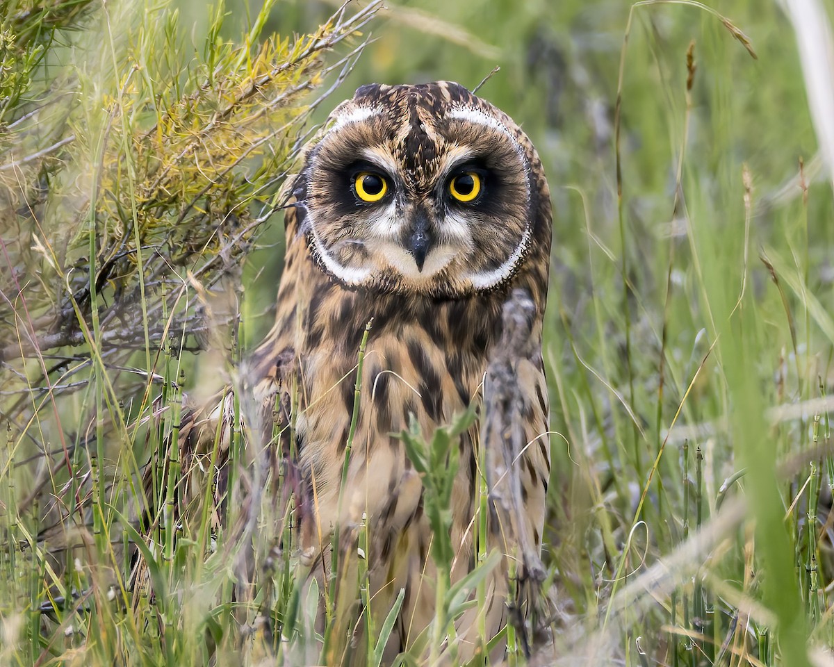 Short-eared Owl - ML620936894