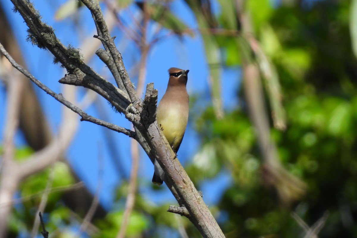 Cedar Waxwing - ML620936906