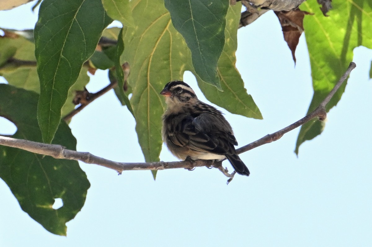 Pin-tailed Whydah - ML620936911